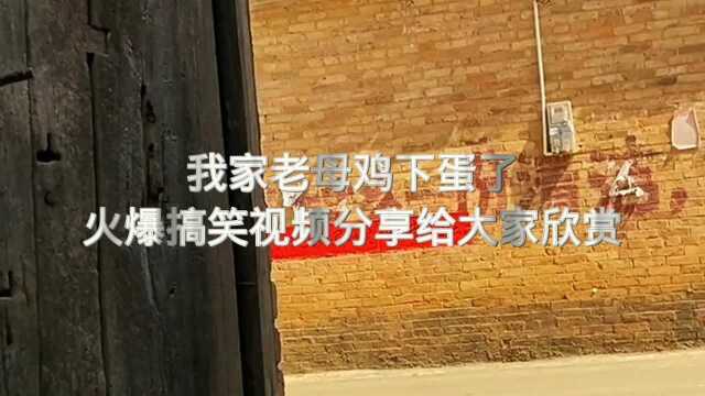 我家老鸡下蛋了火爆搞笑视频分享给大家欣赏