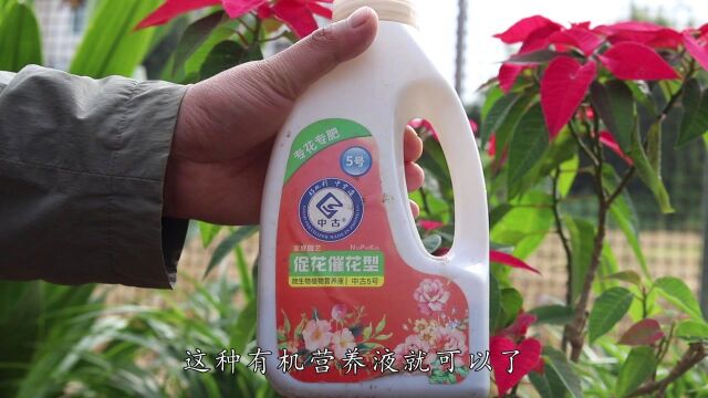 花市的一品红鲜红似火,自己的一片油绿,其中是否有“猫腻”