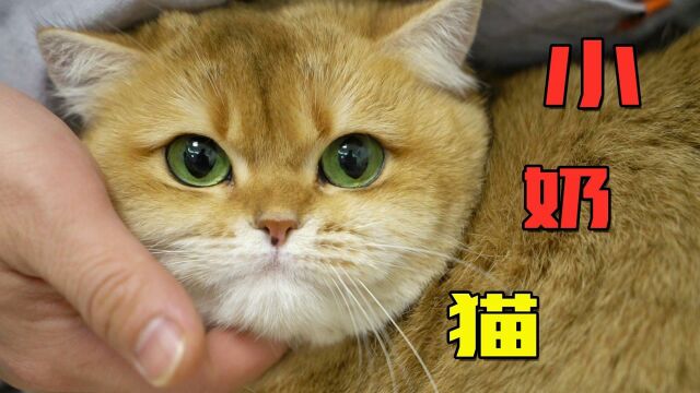 终于要有金渐层小奶猫啦!