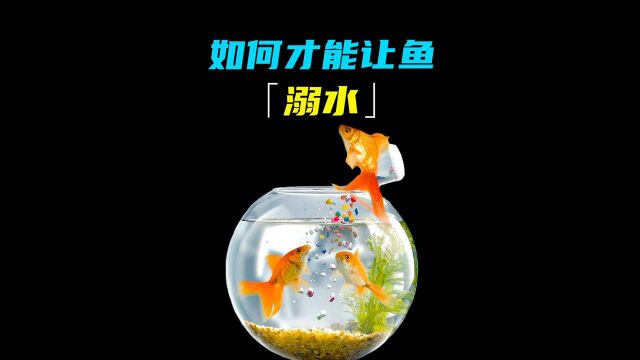 溺水的鱼 你见过吗?