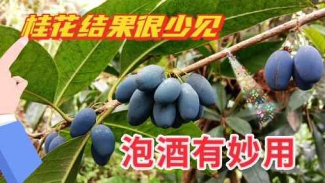 你家的桂花结果吗?桂花果泡酒有妙用,收藏备用