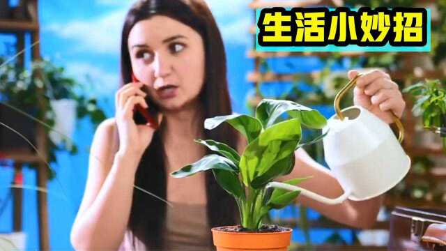 实用的生活小技巧,枯萎的植物重生,芒果和月季也能开花结果