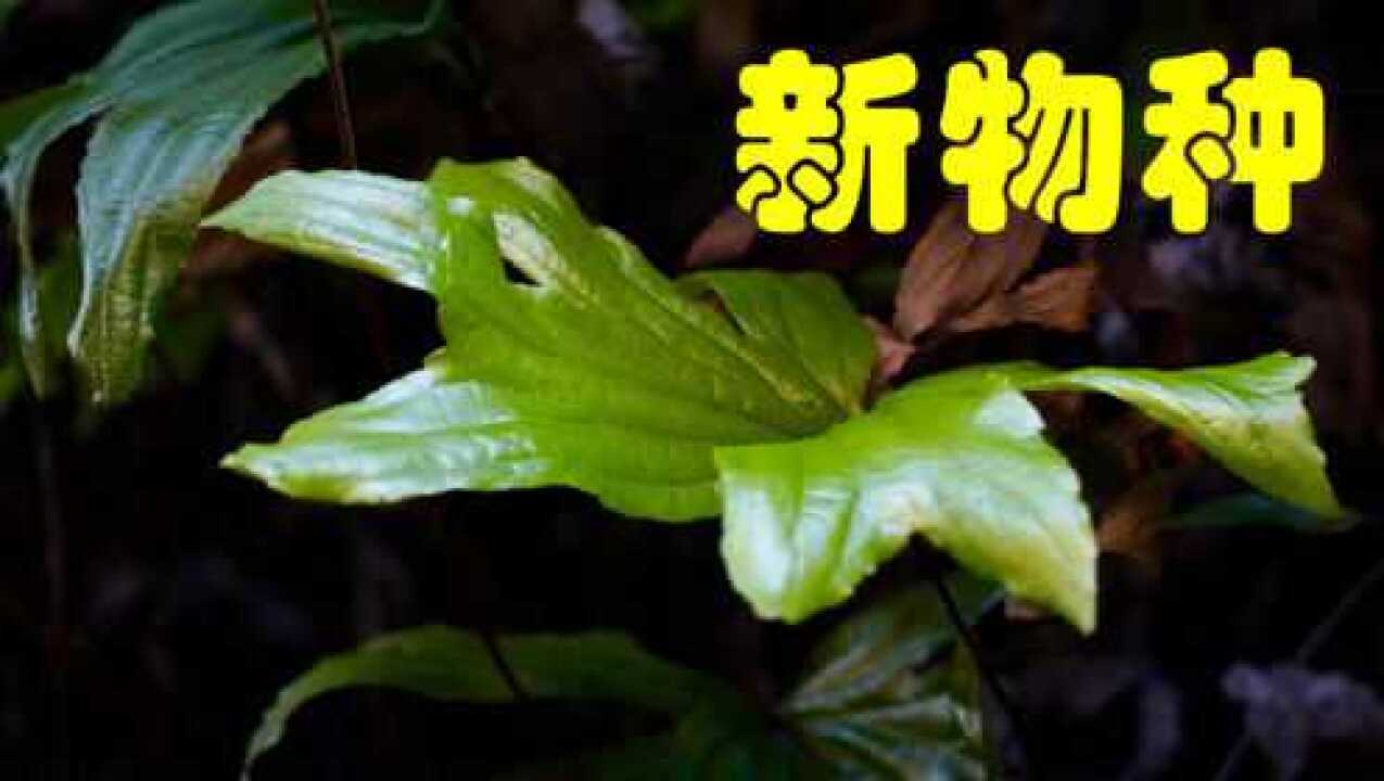 深圳双扇蕨:极度濒危新物种|蕨类植物演化及分类| 蕨类植物用途|地球简史系列29|海民大叔