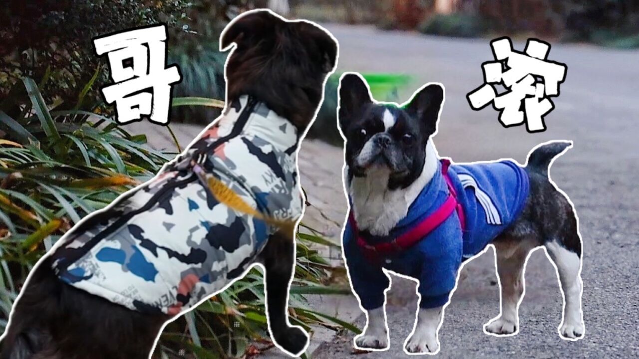 土狗偶遇波斯顿梗犬,本想交个朋友,却因长得丑遭对方嫌弃驱赶