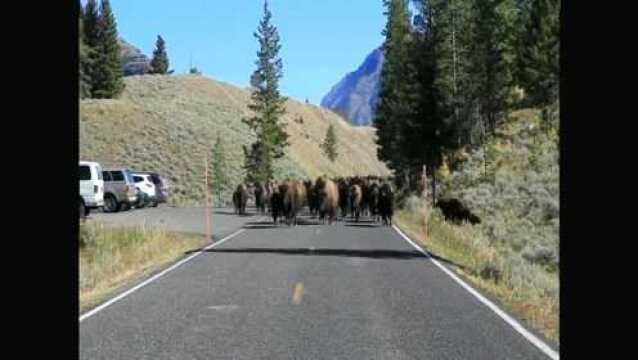 北美野牛横行公路,美国国兽太猖獗