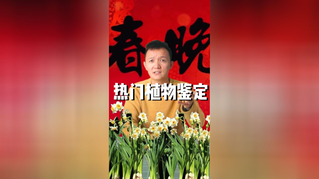 这种植物霸屏春晚30年,普通人想养应该怎么挑?怎么养?