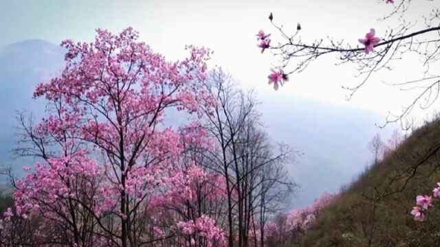 应是玉皇曾掷笔,落来地上长成花.绵阳九皇山辛夷花谷美成了花海