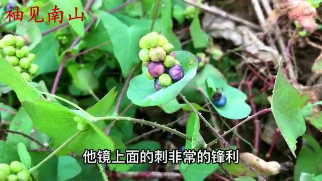 蛇药植物杠板归人称“蛇退草”,它的好处与价值,你了解吗?