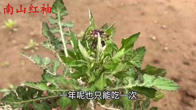 泥胡菜吃过吗?对人的好处真不少,路边遇见了记得采回家哦