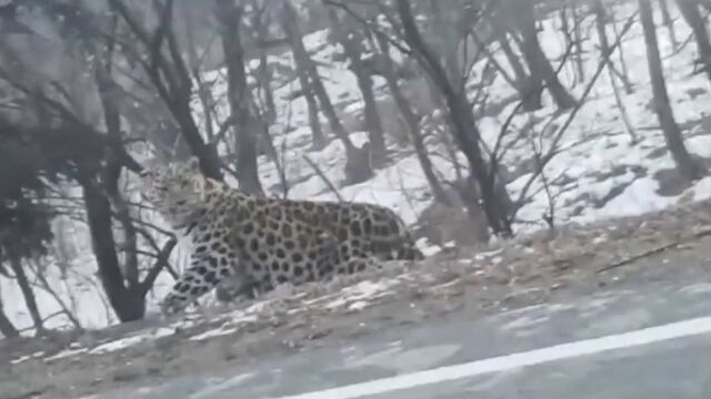 现场视频!吉林珲春电力巡线员偶遇野生东北豹 近距离对视