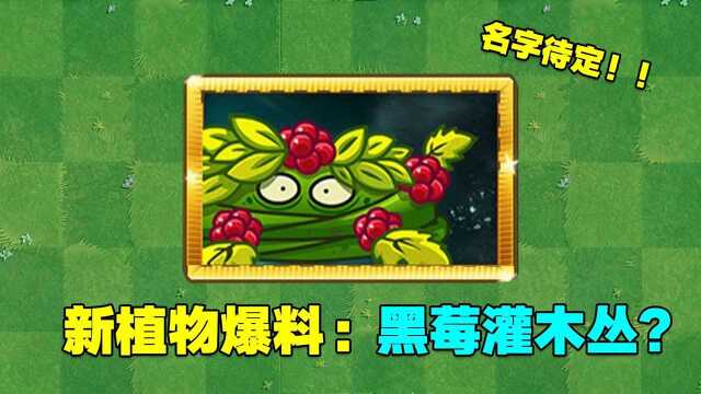 新植物爆料:黑莓灌木丛?