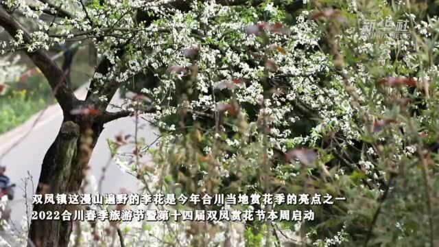 重庆合川:春暖李花开满山