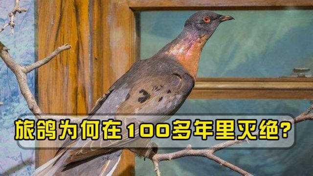 短短100多年,旅鸽从50亿只到1只不剩,仅仅因为太美味?