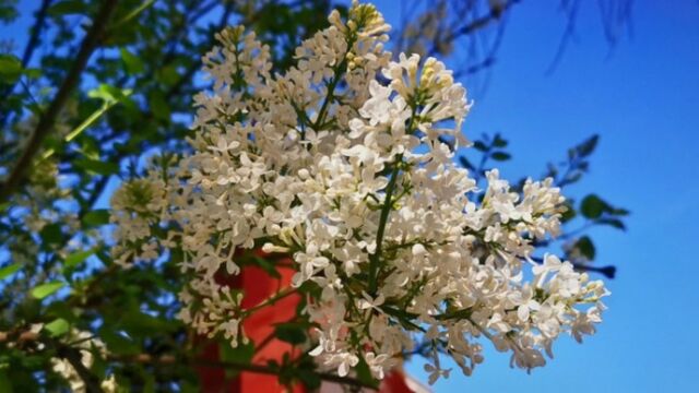 洁白如雪丁香花