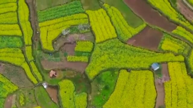 春暖花开,去哪游玩?踏青景点力荐安徽这两个地方