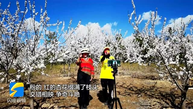 春风洗尘 春雨润心!雨后春花扮靓东营春光