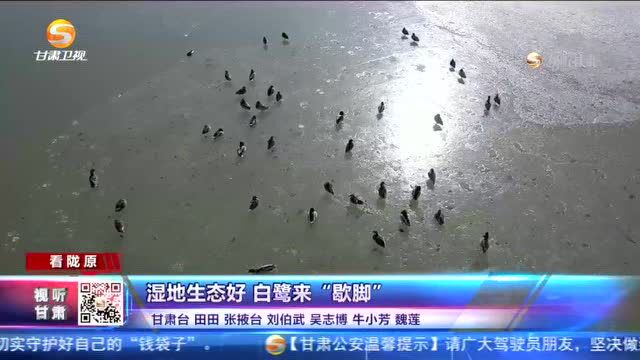 张掖:湿地生态好 白鹭来“歇脚”