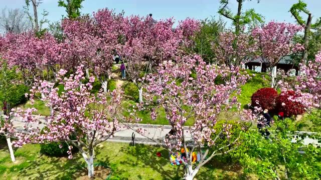 商丘市日月湖景区:樱花盛放,隔屏“闻”花香