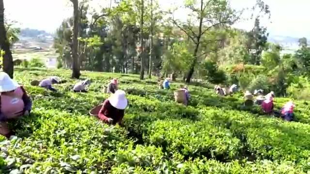 关注 | 牟定:茶山春正好,茶农采茶忙