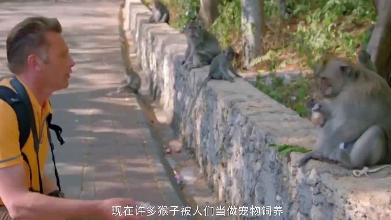 这是我见过最无耻的猴子,抱着鸡不松手,镜头拍下全过程