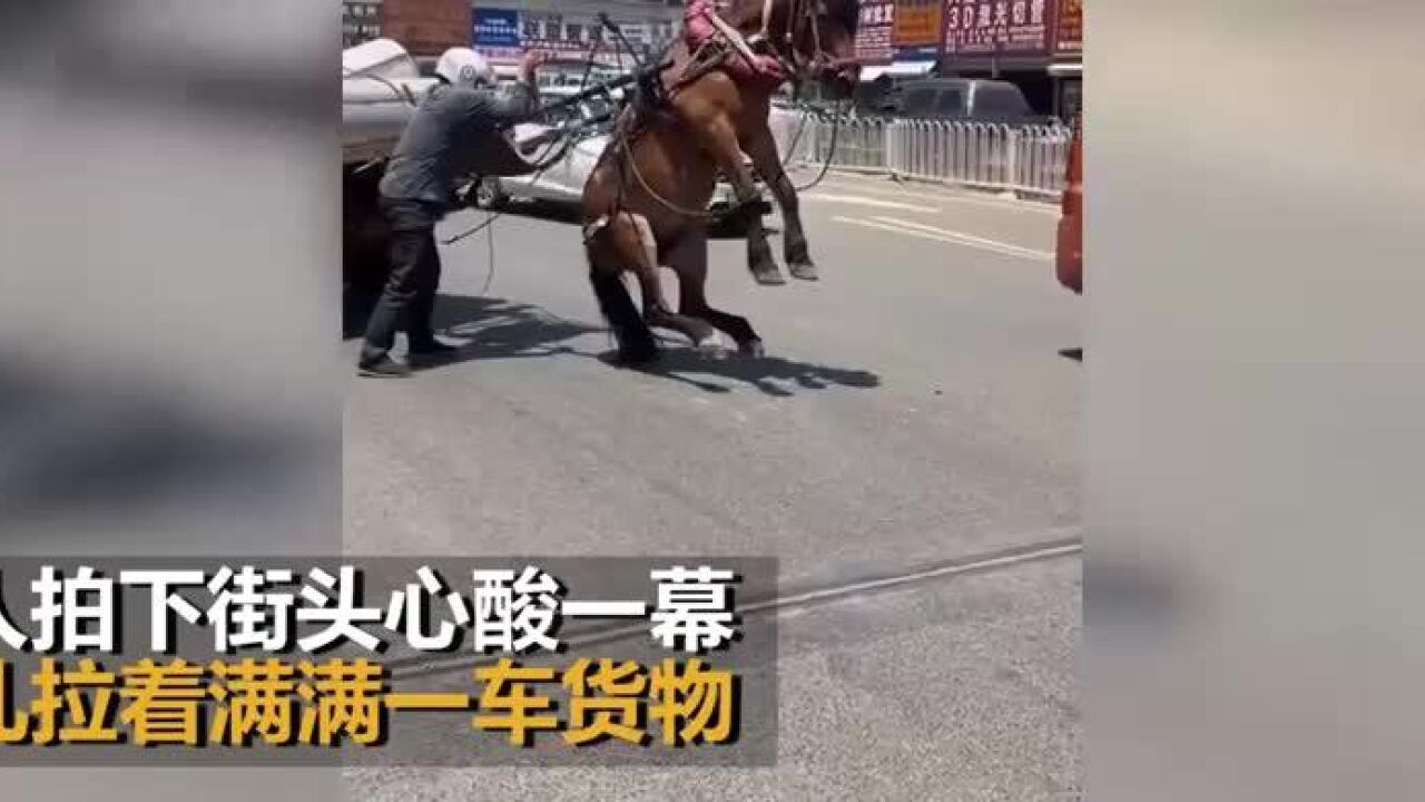 云南拉货马儿因不堪重负瘫坐在地 路人拍下街头心酸一幕