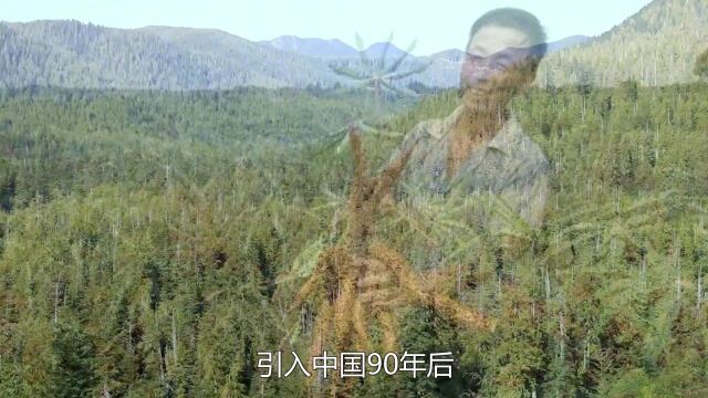 巴西的有毒植物,引入中国后被大量种植,如今人人都吃过