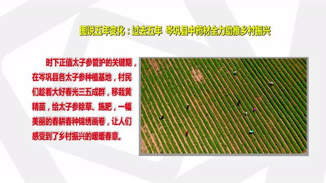 图说五年变化:过去五年 岑巩县中药材全力助推乡村振兴