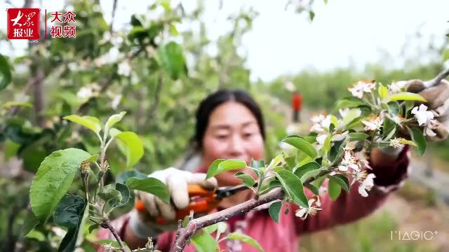 丨苹果园里劳作忙