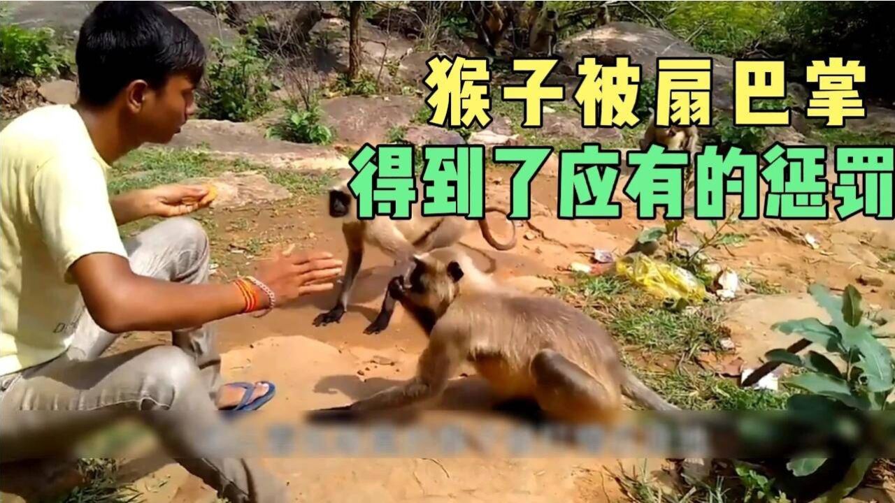 猴子横行霸道,终于被人扇了一巴掌,看得让人解气