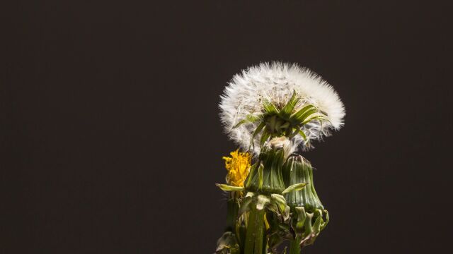 花开延时摄影 花开 蒲公英 花朵 开花 记录美好生活 