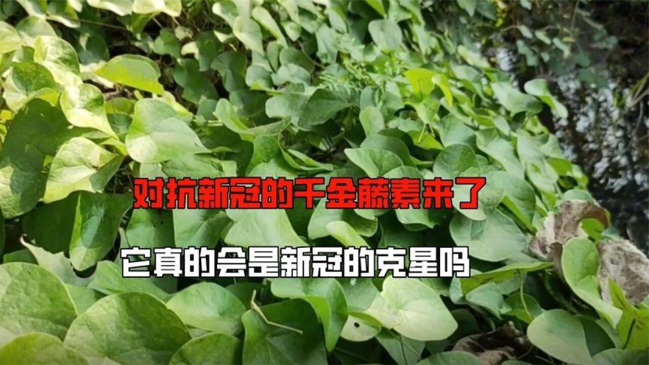 对抗新冠的新药千金藤素来了,它真的会给我们带来希望吗?