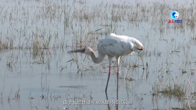 全球连线|“蒙眼”白鹤的放飞之旅