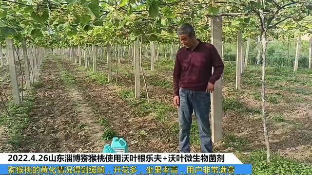 生根剂山东淄博猕猴桃使用夫沃施沃叶根乐夫+沃叶微生物菌剂的黄化情况得到缓解,开花多,座果率高,用户非常满意