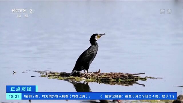 内蒙古多地拍到候鸟繁殖育雏珍贵画面