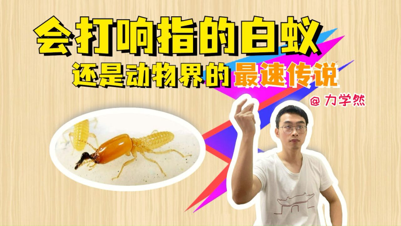 能打出强大响指的,除了灭霸,还有飞上热搜的白蚁