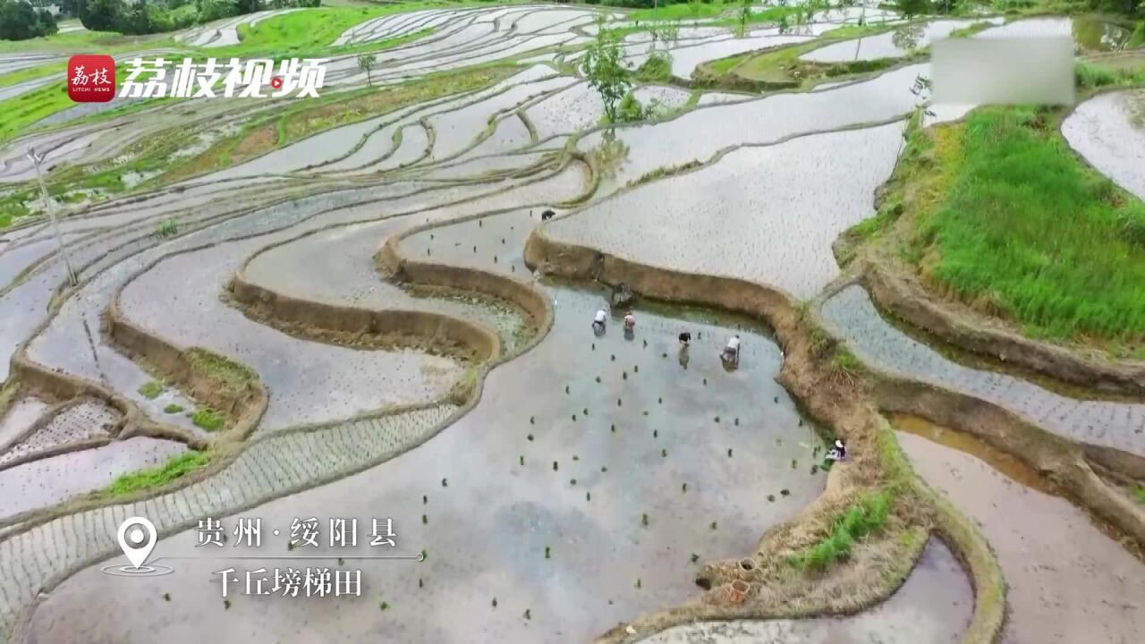 初夏时节插秧忙!贵州千亩梯田插秧图太美了