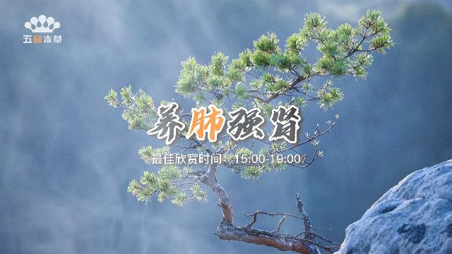  琵琶名曲《飞花点翠》|清脆婉转,意境悠远