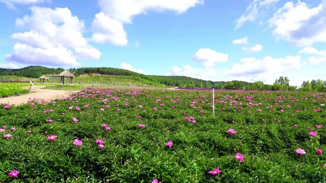 【文旅动态】紫云岭花海花开了!