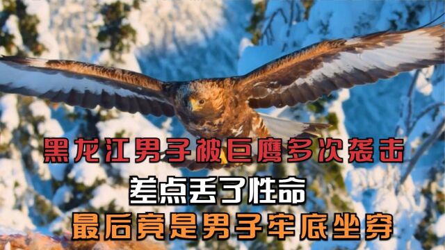 黑龙江男子被巨鹰多次袭击,差点丢了性命,最后竟是男子牢底坐穿