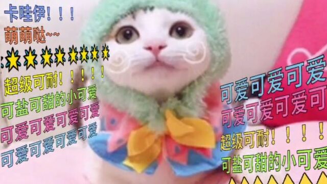 超级可爱小猫