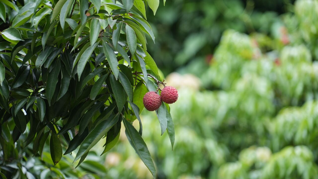 南山荔枝价格大幅上涨?深圳果农:产量只有往年的一至两成