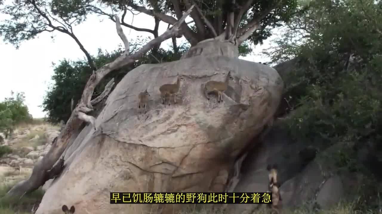 羚羊在巨大的岩石上如履平地,把野狗耍得团团转,羚羊大获全胜