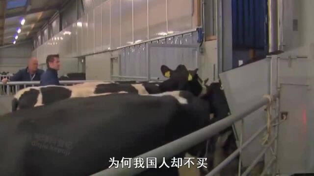 美国牛肉为何这么便宜?自动化流水线操作,为何我国人却不买?