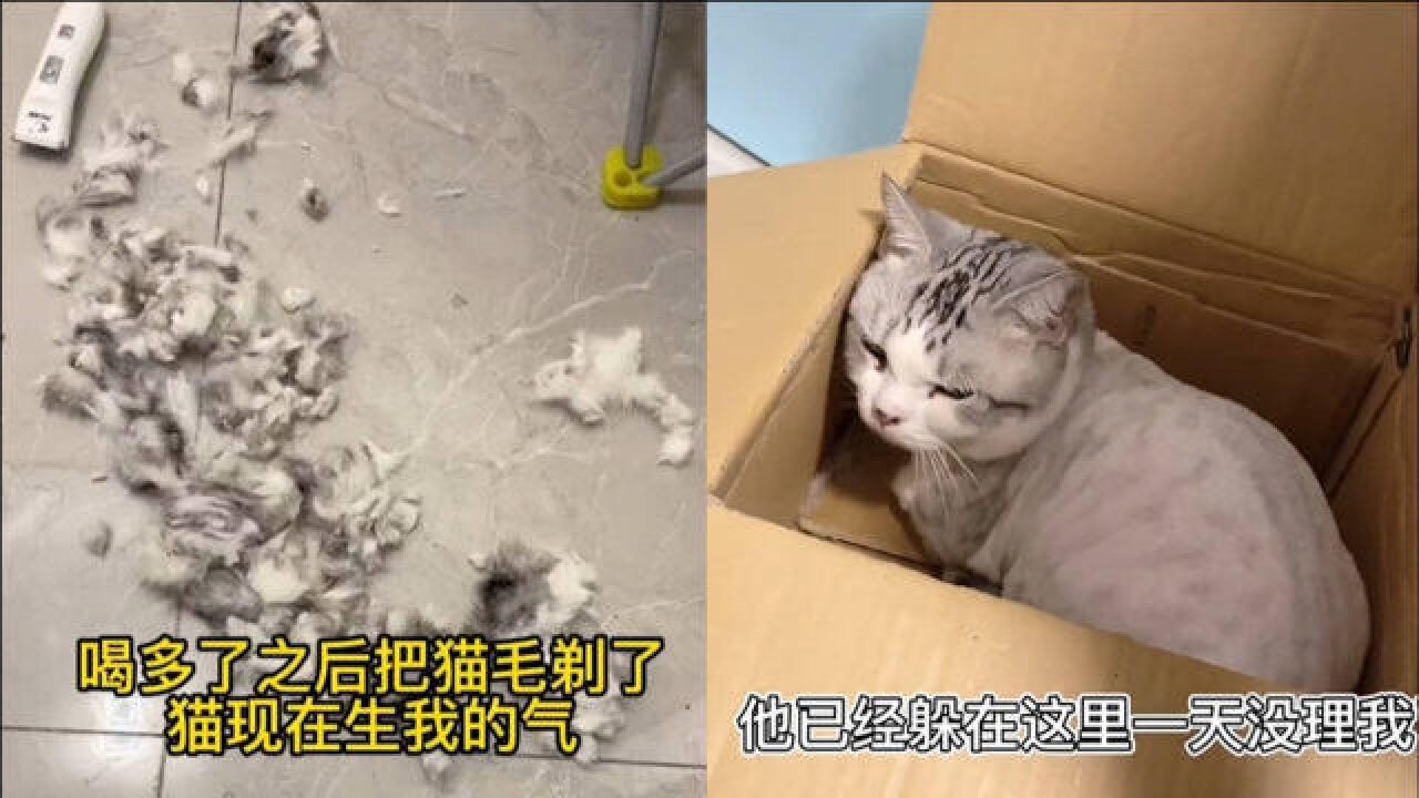 男子喝醉猫咪遭殃,突发奇想把猫的毛全剃光:新型家暴?