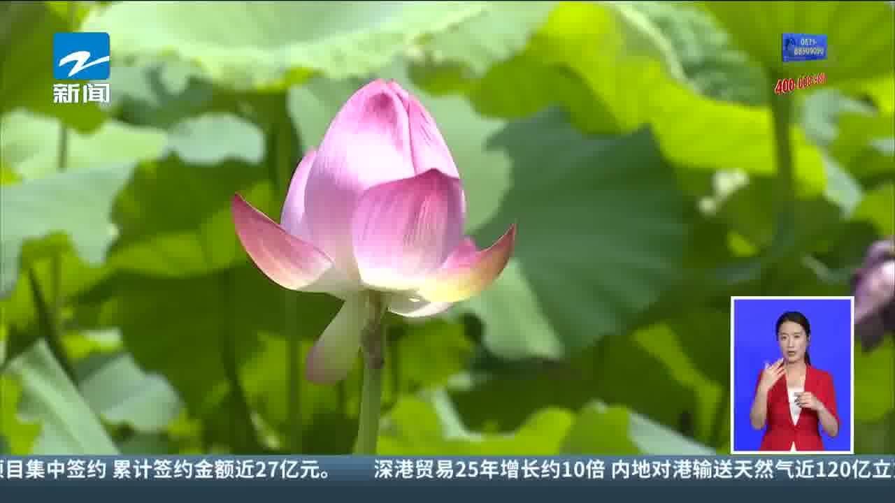 平湖秋月的荷花变少了? “颜值”提升工程正在进行中