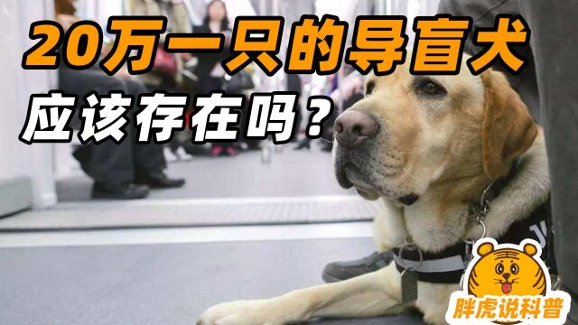 我们为什么要花20万培养一只导盲犬?如果是你会买吗