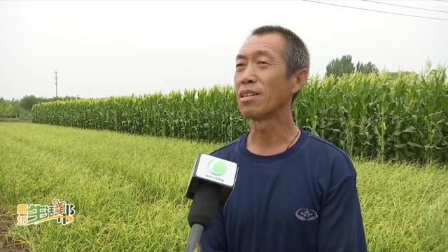 广电关注丨永清县刘街乡:“蒜”出兴旺致富路