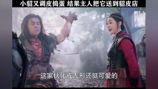 这小家伙,太坏了! #武动乾坤 #杨洋 #吴尊 #释小龙#影视剪辑