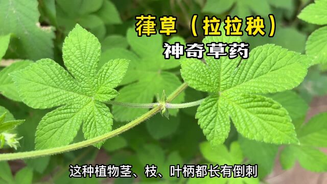 农村常见的葎草,也叫拉拉秧,作用厉害了,遇到摘些回家