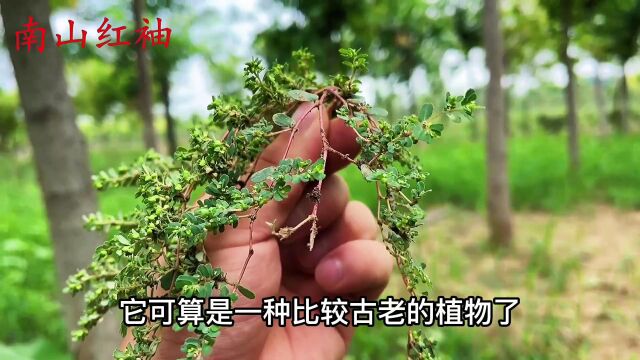 俗语“家有地锦草,娃娃吃得饱”,它就是大名鼎鼎的地锦草